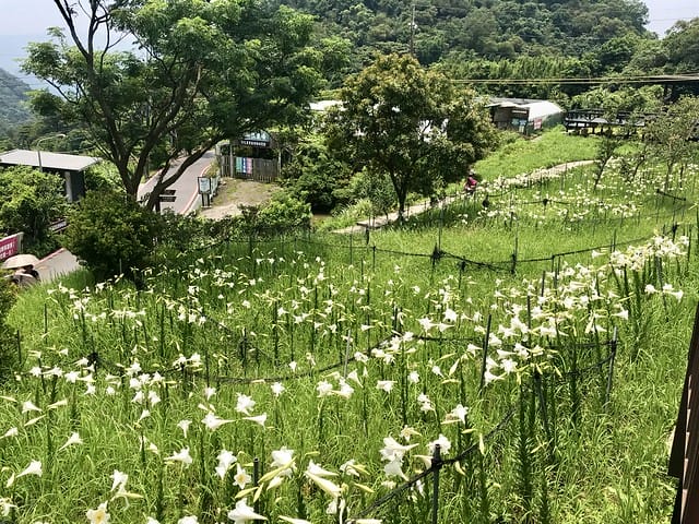 【台北內湖景點】夢幻紫色白石湖吊橋、浪漫的同心池、如號角響起的鐵砲百合、清新高雅的牡丹蓮盛開啦!還有夫妻樹/一處隱藏在台北近郊的後花園、假日出遊、戶外踏青、健行好去處柚子芳 - 第50張圖 白石湖