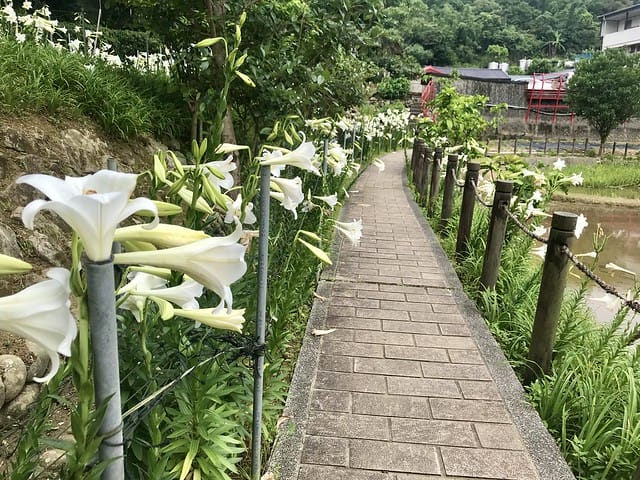 【台北內湖景點】夢幻紫色白石湖吊橋、浪漫的同心池、如號角響起的鐵砲百合、清新高雅的牡丹蓮盛開啦!還有夫妻樹/一處隱藏在台北近郊的後花園、假日出遊、戶外踏青、健行好去處柚子芳 - 第45張圖 白石湖