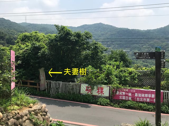 【台北內湖景點】夢幻紫色白石湖吊橋、浪漫的同心池、如號角響起的鐵砲百合、清新高雅的牡丹蓮盛開啦!還有夫妻樹/一處隱藏在台北近郊的後花園、假日出遊、戶外踏青、健行好去處柚子芳 - 第63張圖 白石湖吊橋同心池
