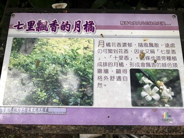 【台北內湖景點】夢幻紫色白石湖吊橋、浪漫的同心池、如號角響起的鐵砲百合、清新高雅的牡丹蓮盛開啦!還有夫妻樹/一處隱藏在台北近郊的後花園、假日出遊、戶外踏青、健行好去處柚子芳 - 第22張圖 白石湖