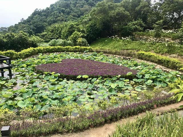 【台北內湖景點】夢幻紫色白石湖吊橋、浪漫的同心池、如號角響起的鐵砲百合、清新高雅的牡丹蓮盛開啦!還有夫妻樹/一處隱藏在台北近郊的後花園、假日出遊、戶外踏青、健行好去處柚子芳 - 第57張圖 白石湖