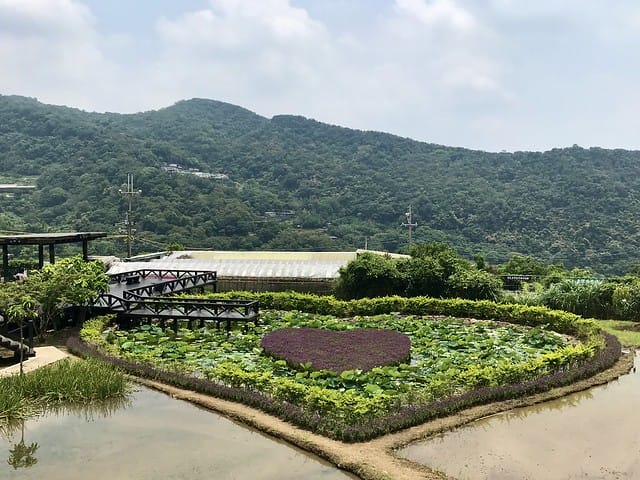 【台北內湖景點】夢幻紫色白石湖吊橋、浪漫的同心池、如號角響起的鐵砲百合、清新高雅的牡丹蓮盛開啦!還有夫妻樹/一處隱藏在台北近郊的後花園、假日出遊、戶外踏青、健行好去處柚子芳 - 第37張圖 白石湖