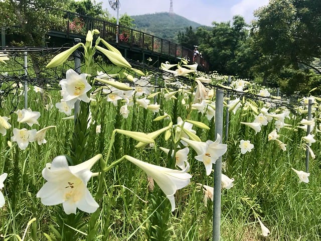 【台北內湖景點】夢幻紫色白石湖吊橋、浪漫的同心池、如號角響起的鐵砲百合、清新高雅的牡丹蓮盛開啦!還有夫妻樹/一處隱藏在台北近郊的後花園、假日出遊、戶外踏青、健行好去處柚子芳 - 第47張圖 白石湖