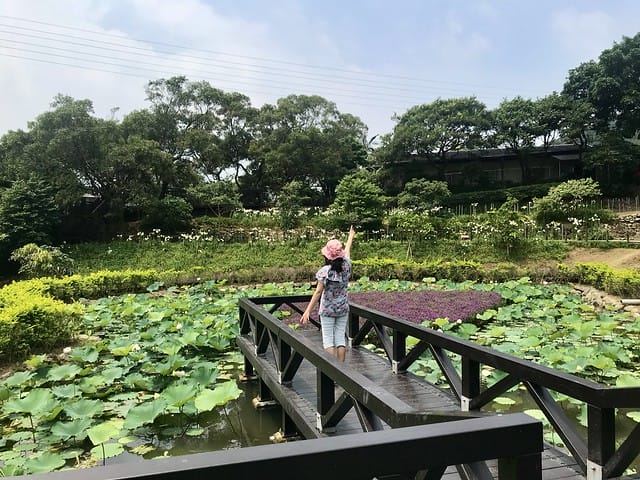 【台北內湖景點】夢幻紫色白石湖吊橋、浪漫的同心池、如號角響起的鐵砲百合、清新高雅的牡丹蓮盛開啦!還有夫妻樹/一處隱藏在台北近郊的後花園、假日出遊、戶外踏青、健行好去處柚子芳 - 第56張圖 白石湖