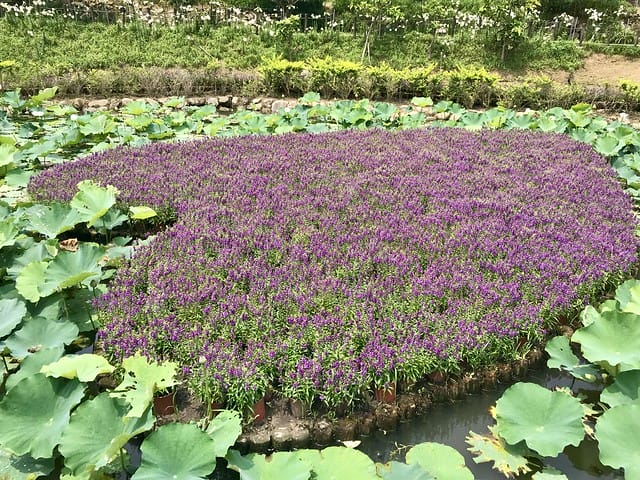 【台北內湖景點】夢幻紫色白石湖吊橋、浪漫的同心池、如號角響起的鐵砲百合、清新高雅的牡丹蓮盛開啦!還有夫妻樹/一處隱藏在台北近郊的後花園、假日出遊、戶外踏青、健行好去處柚子芳 - 第42張圖 白石湖