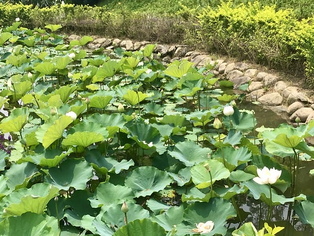 【台北內湖景點】夢幻紫色白石湖吊橋、浪漫的同心池、如號角響起的鐵砲百合、清新高雅的牡丹蓮盛開啦!還有夫妻樹/一處隱藏在台北近郊的後花園、假日出遊、戶外踏青、健行好去處柚子芳 - 第59張圖 白石湖