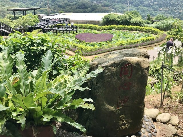 【台北內湖景點】夢幻紫色白石湖吊橋、浪漫的同心池、如號角響起的鐵砲百合、清新高雅的牡丹蓮盛開啦!還有夫妻樹/一處隱藏在台北近郊的後花園、假日出遊、戶外踏青、健行好去處柚子芳 - 第33張圖 白石湖