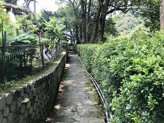 【台北內湖景點】夢幻紫色白石湖吊橋、浪漫的同心池、如號角響起的鐵砲百合、清新高雅的牡丹蓮盛開啦!還有夫妻樹/一處隱藏在台北近郊的後花園、假日出遊、戶外踏青、健行好去處柚子芳 - 第21張圖 白石湖