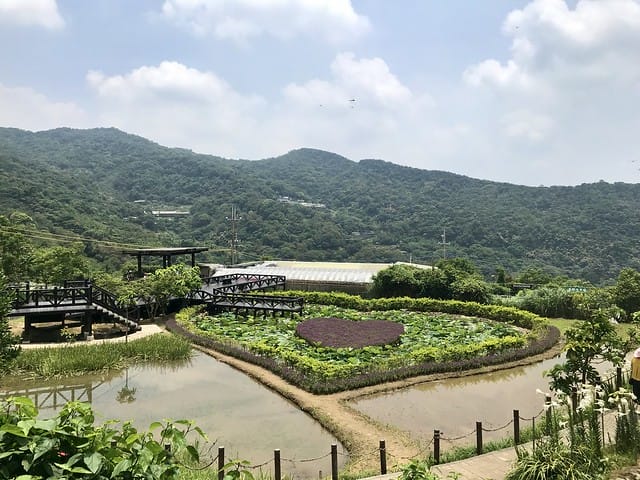 【台北內湖景點】夢幻紫色白石湖吊橋、浪漫的同心池、如號角響起的鐵砲百合、清新高雅的牡丹蓮盛開啦!還有夫妻樹/一處隱藏在台北近郊的後花園、假日出遊、戶外踏青、健行好去處柚子芳 - 第35張圖 白石湖