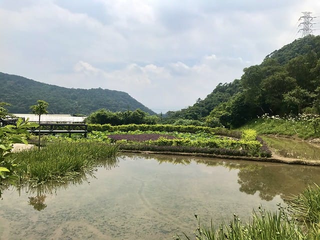 【台北內湖景點】夢幻紫色白石湖吊橋、浪漫的同心池、如號角響起的鐵砲百合、清新高雅的牡丹蓮盛開啦!還有夫妻樹/一處隱藏在台北近郊的後花園、假日出遊、戶外踏青、健行好去處柚子芳 - 第39張圖 白石湖