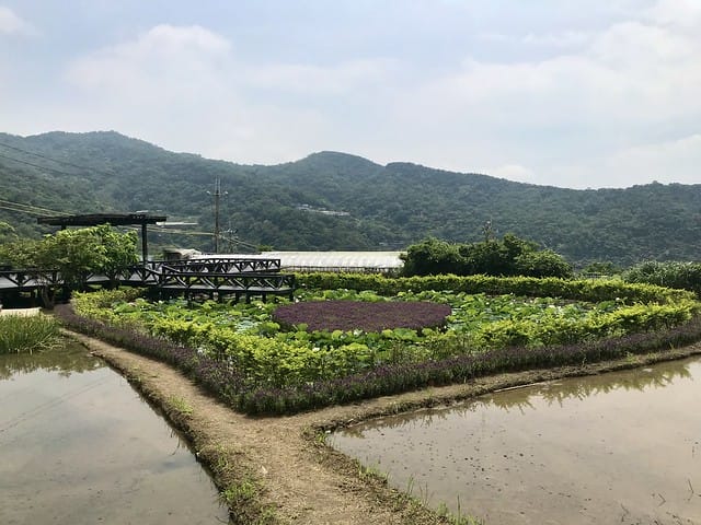 【台北內湖景點】夢幻紫色白石湖吊橋、浪漫的同心池、如號角響起的鐵砲百合、清新高雅的牡丹蓮盛開啦!還有夫妻樹/一處隱藏在台北近郊的後花園、假日出遊、戶外踏青、健行好去處柚子芳 - 第38張圖 白石湖