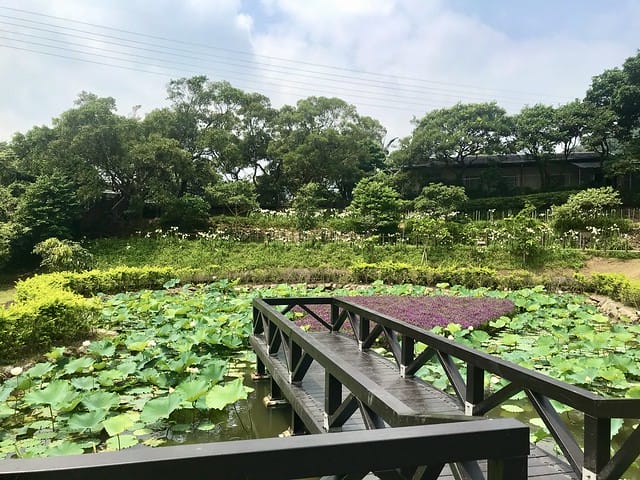 【台北內湖景點】夢幻紫色白石湖吊橋、浪漫的同心池、如號角響起的鐵砲百合、清新高雅的牡丹蓮盛開啦!還有夫妻樹/一處隱藏在台北近郊的後花園、假日出遊、戶外踏青、健行好去處柚子芳 - 第54張圖 白石湖