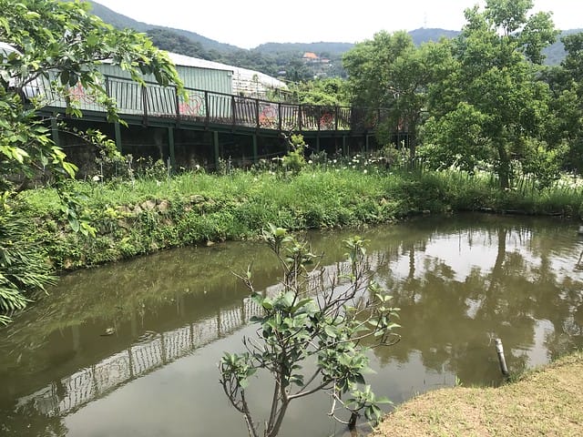 【台北內湖景點】夢幻紫色白石湖吊橋、浪漫的同心池、如號角響起的鐵砲百合、清新高雅的牡丹蓮盛開啦!還有夫妻樹/一處隱藏在台北近郊的後花園、假日出遊、戶外踏青、健行好去處柚子芳 - 第61張圖 白石湖