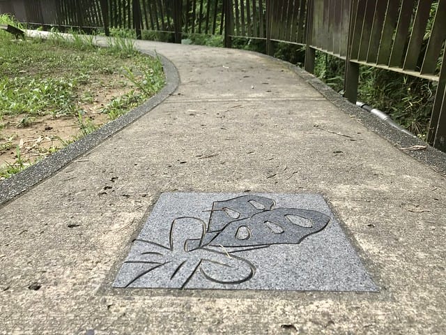 【台北內湖景點】夢幻紫色白石湖吊橋、浪漫的同心池、如號角響起的鐵砲百合、清新高雅的牡丹蓮盛開啦!還有夫妻樹/一處隱藏在台北近郊的後花園、假日出遊、戶外踏青、健行好去處柚子芳 - 第19張圖 白石湖