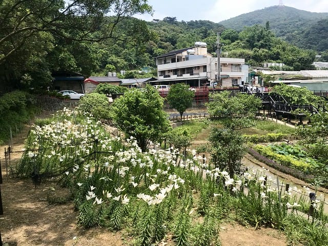 【台北內湖景點】夢幻紫色白石湖吊橋、浪漫的同心池、如號角響起的鐵砲百合、清新高雅的牡丹蓮盛開啦!還有夫妻樹/一處隱藏在台北近郊的後花園、假日出遊、戶外踏青、健行好去處柚子芳 - 第31張圖 白石湖
