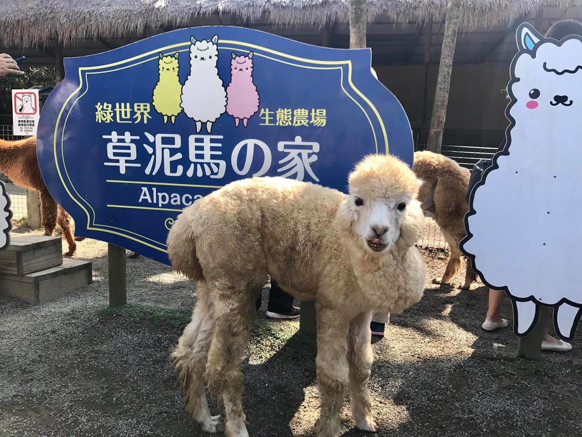 75388071_2732269576794832_5762755357042540544_o.jpg