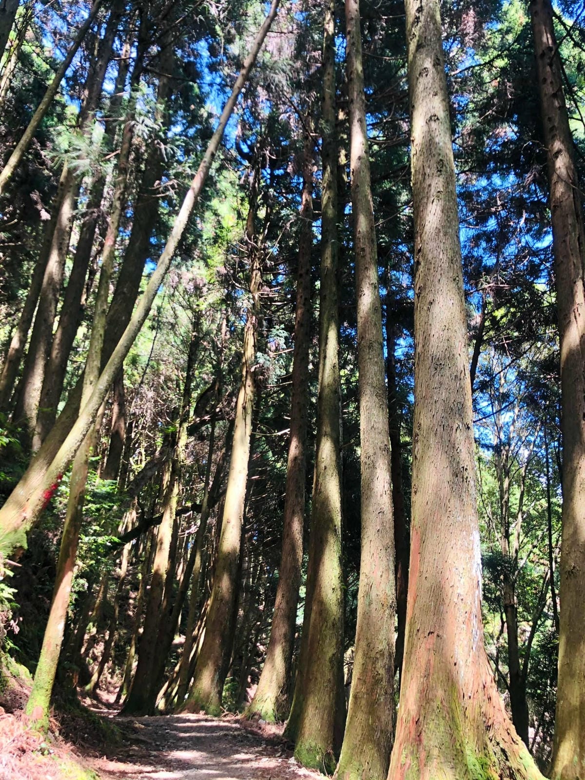 新竹五峰【英桃の天闊營地】捉住雲海季節的尾巴,站在白浪滾滾與雲霧繚繞之間/還有大漠蒙古包露營可體驗!(二訪)@柚子芳姐の旅遊札記