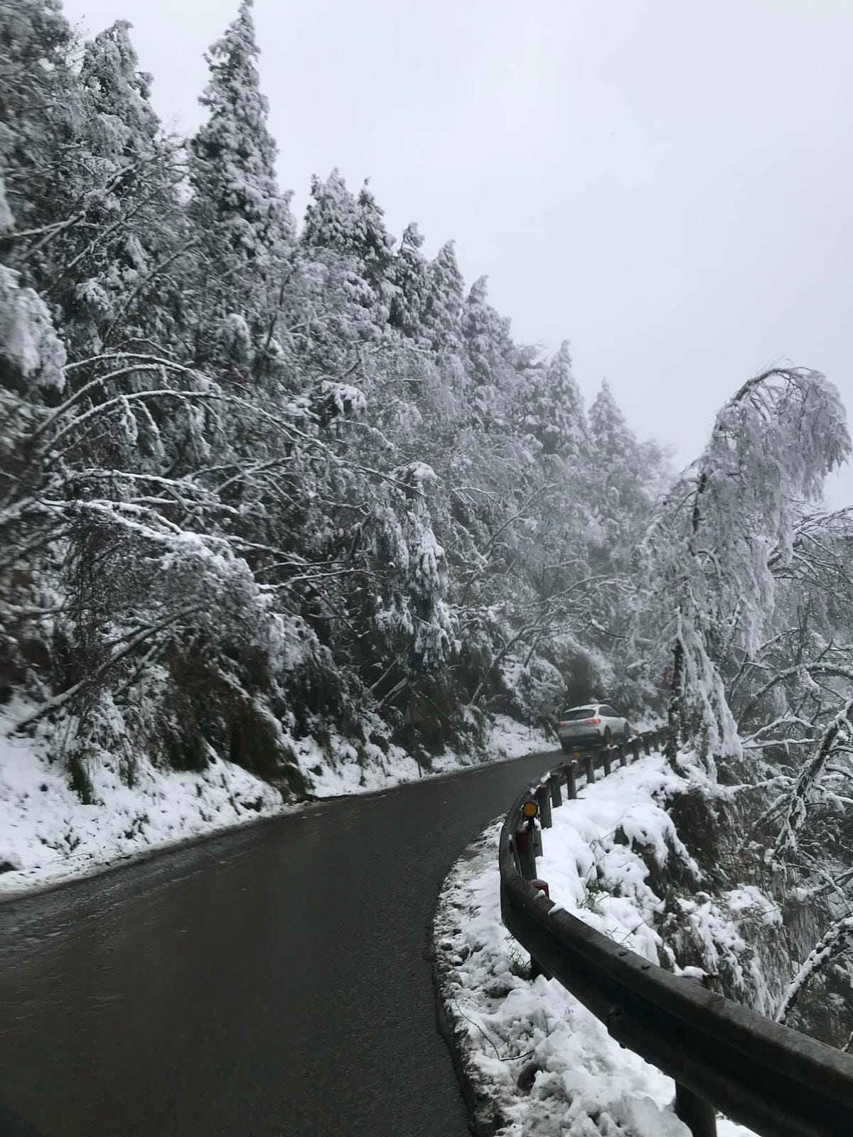 秋冬高山限定美景 台中【武陵農場】金色銀杏、夢幻楓紅、浪漫水杉、天空之鏡必賞絶美人氣景點一次滿足@柚子芳姐の旅遊札記
