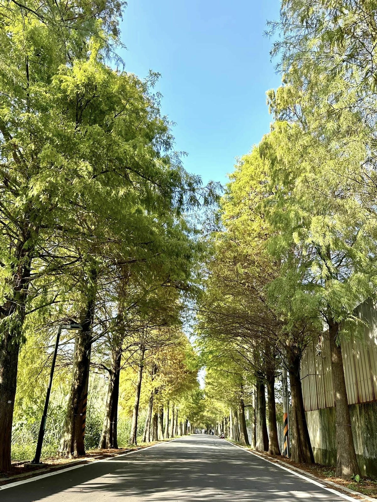 桃園【大溪月眉人工濕地生態公園】絶美落羽松湖光倒影如仙境 / 【大溪河濱公園】夢幻落羽松林超浪漫/走走中庄吊橋/可順遊大溪老街、李騰芳古宅、石門水庫、落羽松大道@柚子芳姐の旅遊札