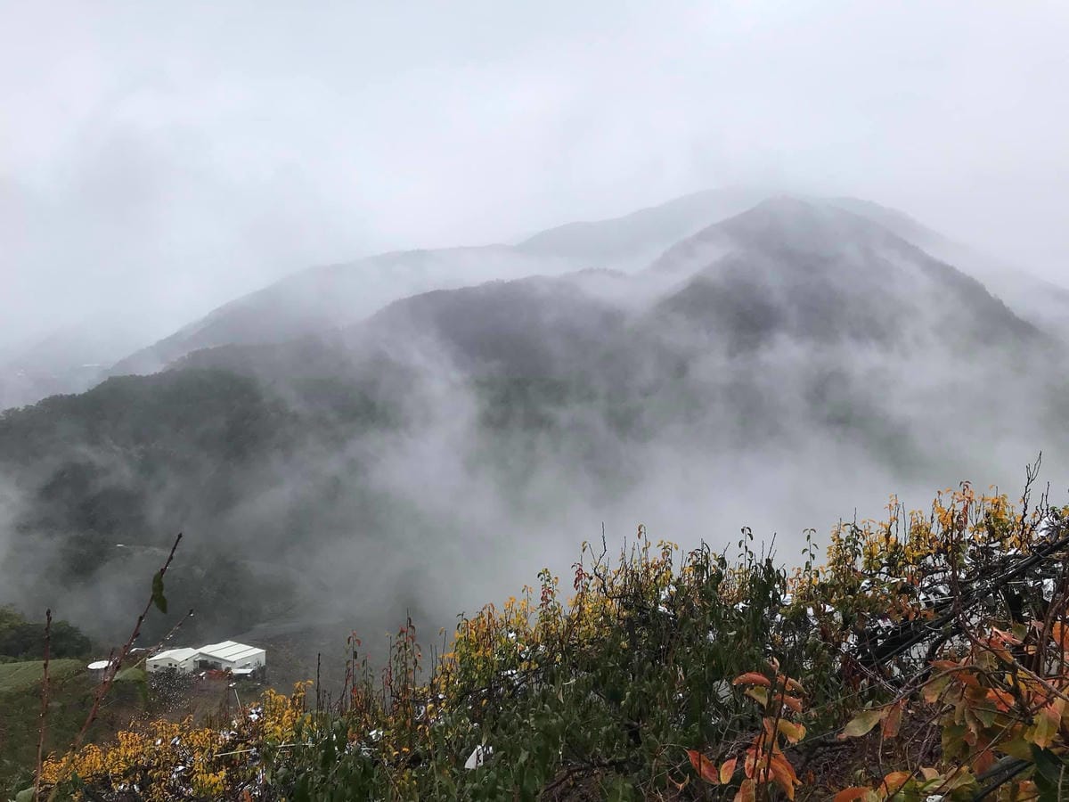 遠的要命農場【台中福壽山農場】”千櫻園” 粉紅櫻花海美爆了、陶醉在粉紅泡泡世界太夢幻了,真是美的要命!@柚子芳姐の旅遊札記