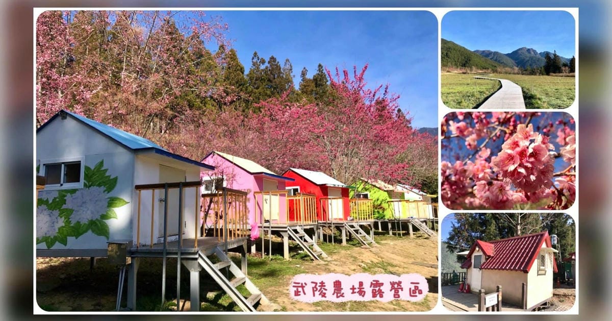 遠的要命農場【台中福壽山農場】”千櫻園” 粉紅櫻花海美爆了、陶醉在粉紅泡泡世界太夢幻了,真是美的要命!@柚子芳姐の旅遊札記