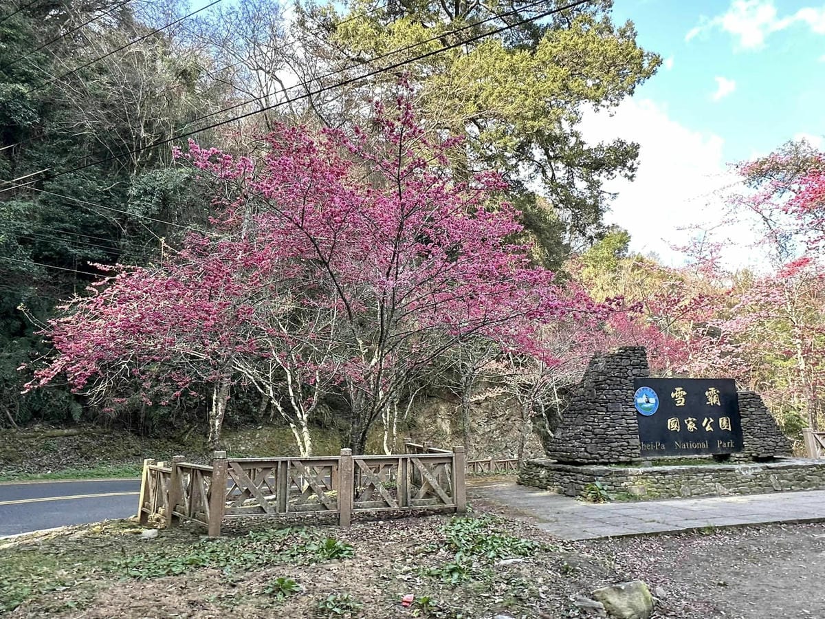 遠的要命農場【台中福壽山農場】”千櫻園” 粉紅櫻花海美爆了、陶醉在粉紅泡泡世界太夢幻了,真是美的要命!@柚子芳姐の旅遊札記