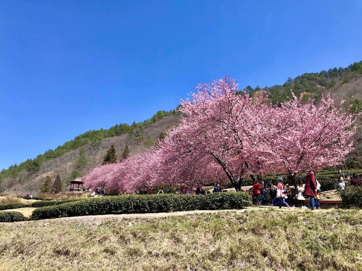 遠的要命農場【台中福壽山農場】”千櫻園” 粉紅櫻花海美爆了、陶醉在粉紅泡泡世界太夢幻了,真是美的要命!@柚子芳姐の旅遊札記