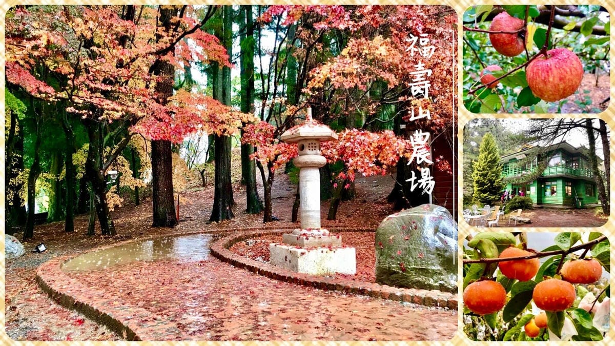 遠的要命農場【台中福壽山農場】”千櫻園” 粉紅櫻花海美爆了、陶醉在粉紅泡泡世界太夢幻了,真是美的要命!@柚子芳姐の旅遊札記