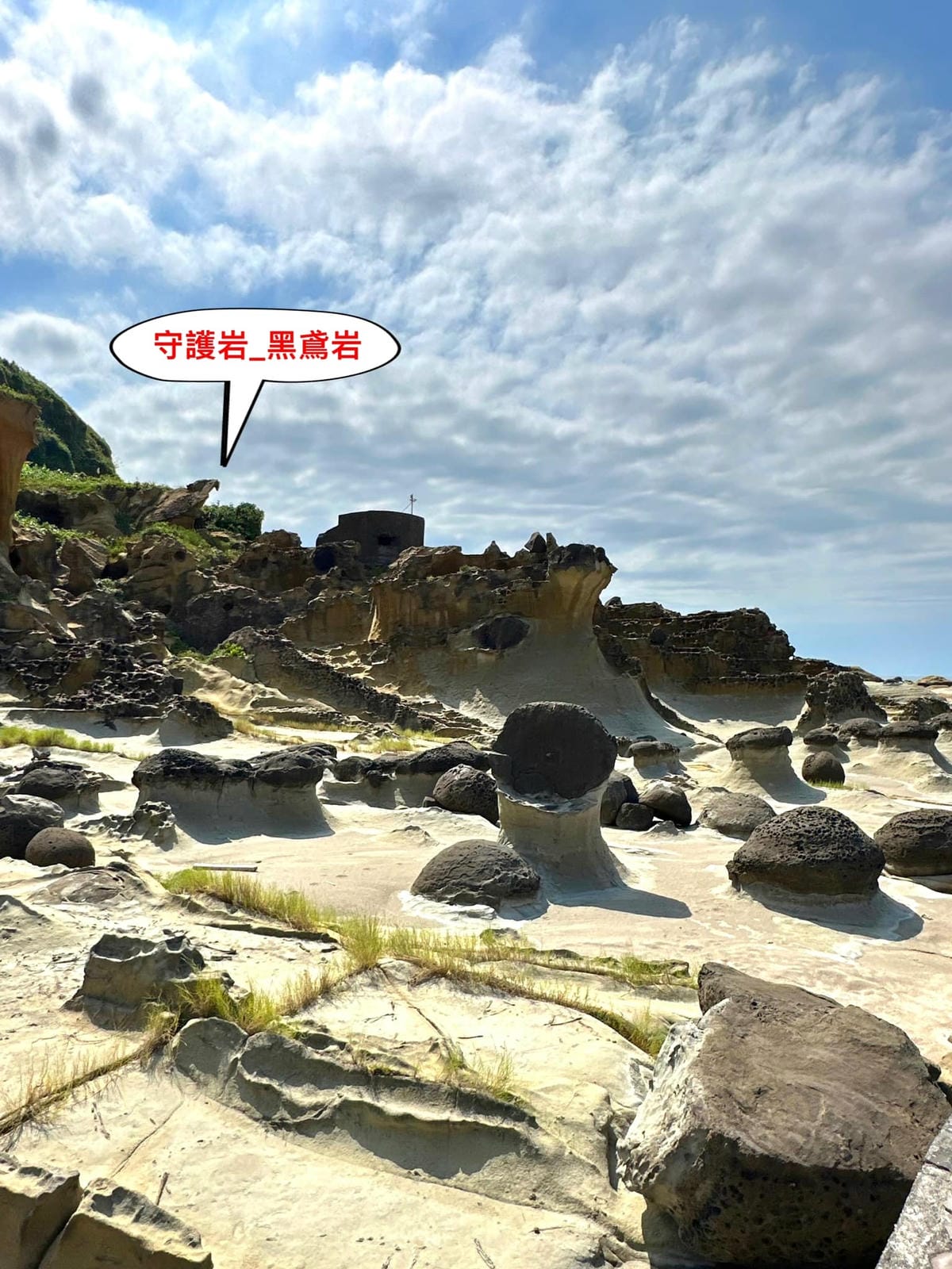 黑鳶.jpg