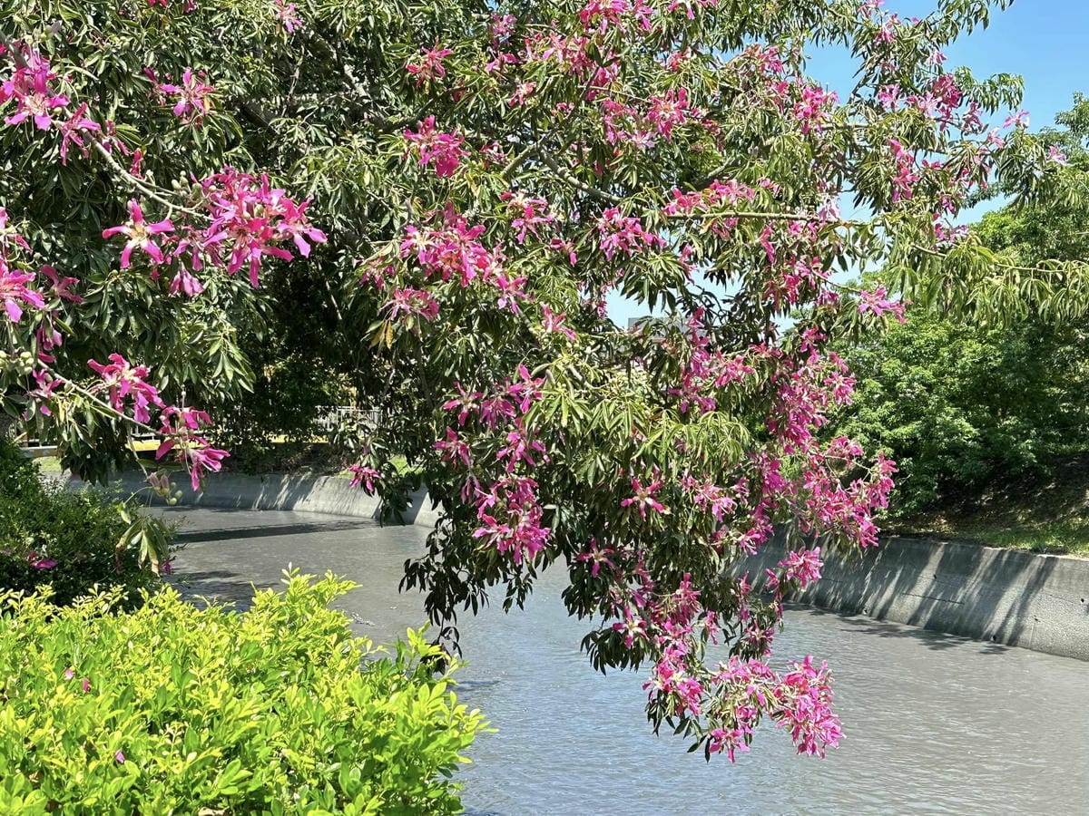 彰化埤頭【貝林古堡 • 菲尼克斯教堂】 秒飛歐風古堡、雕花鏤空教堂、超人氣蛋塔、還咖啡紅茶無限暢飲,黑糖珍珠加到爆/順遊北斗河濱公園及萬景藝苑@柚子芳姐の旅遊札記 - 第7張圖 459413646_8461494683872264_6878530793812886450.jpg
