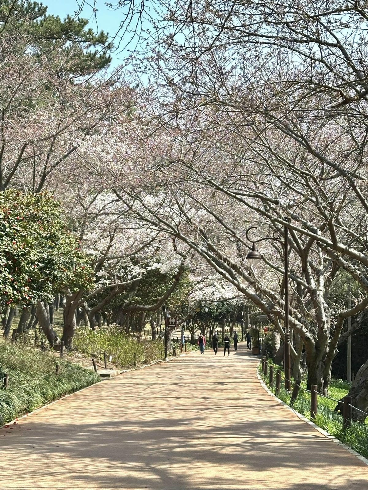 出國去【韓國釜山Busan】海雲臺天空膠囊列車/青沙浦天空