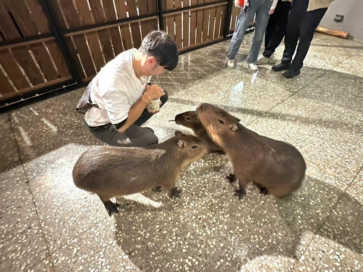 隱藏在台北信義區巷弄中【水豚屋 Capybara House