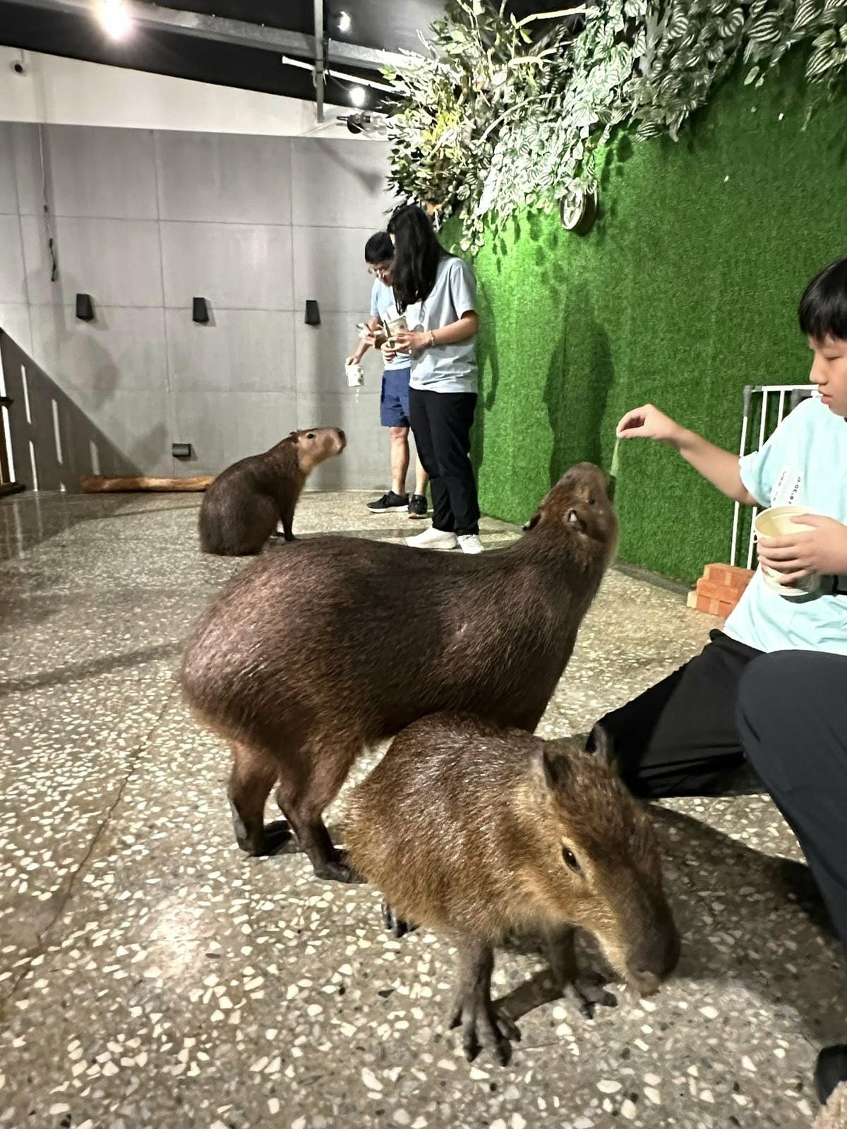 隱藏在台北信義區巷弄中【水豚屋 Capybara House