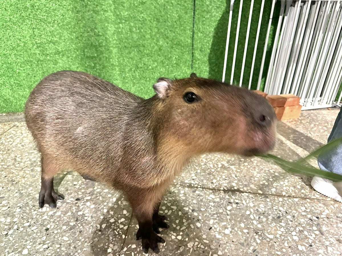 隱藏在台北信義區巷弄中【水豚屋 Capybara House