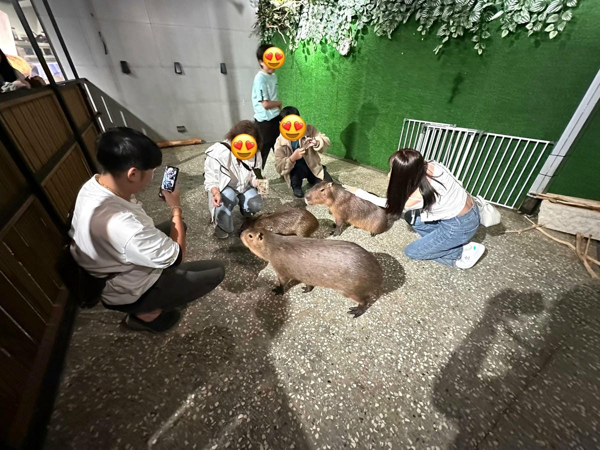 隱藏在台北信義區巷弄中【水豚屋 Capybara House