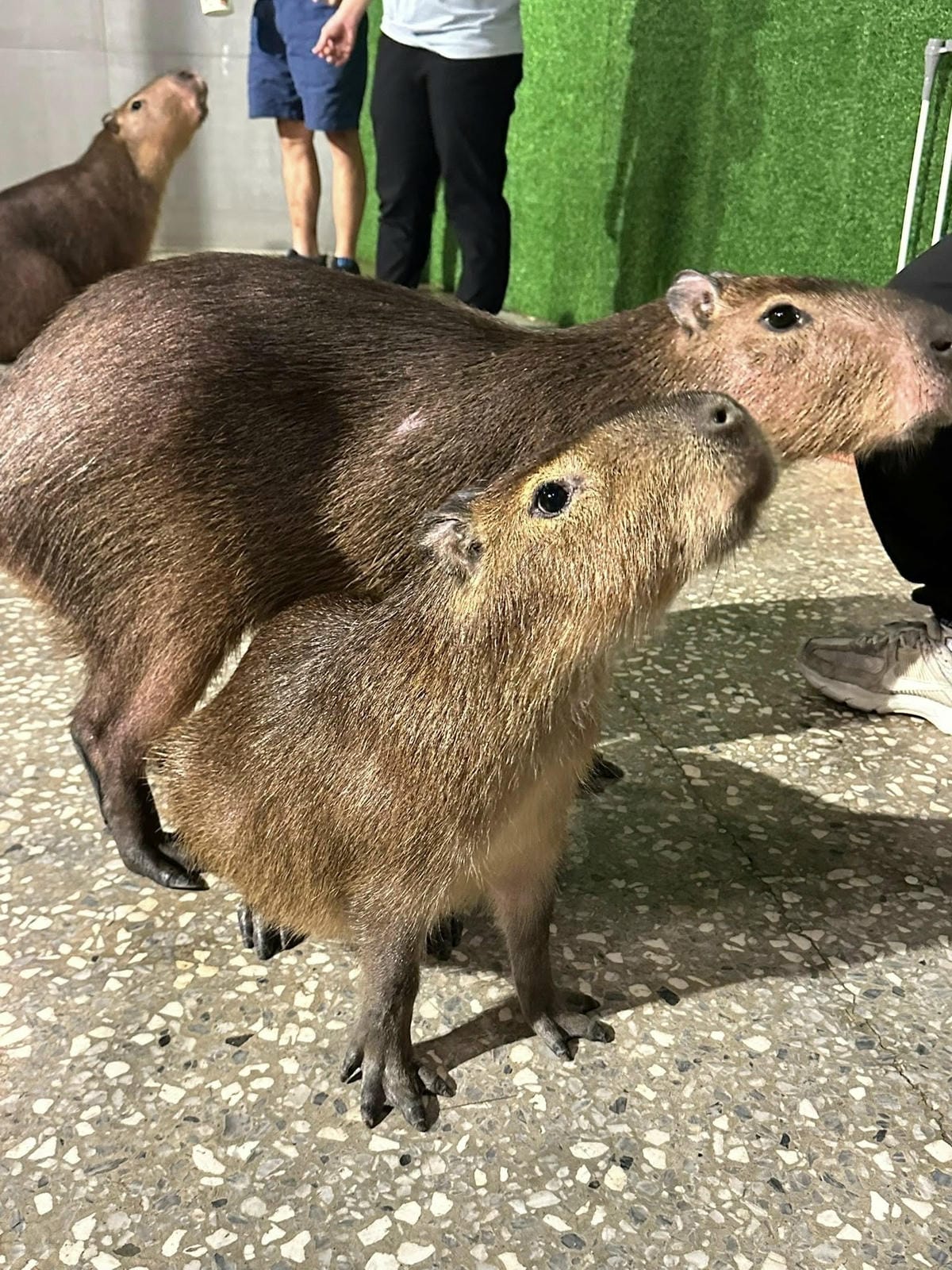 隱藏在台北信義區巷弄中【水豚屋 Capybara House
