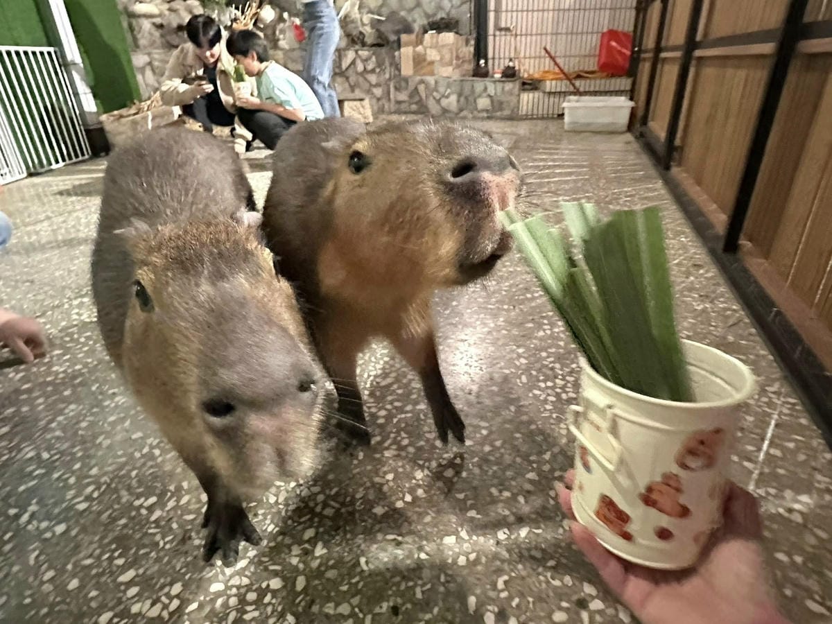 隱藏在台北信義區巷弄中【水豚屋 Capybara House