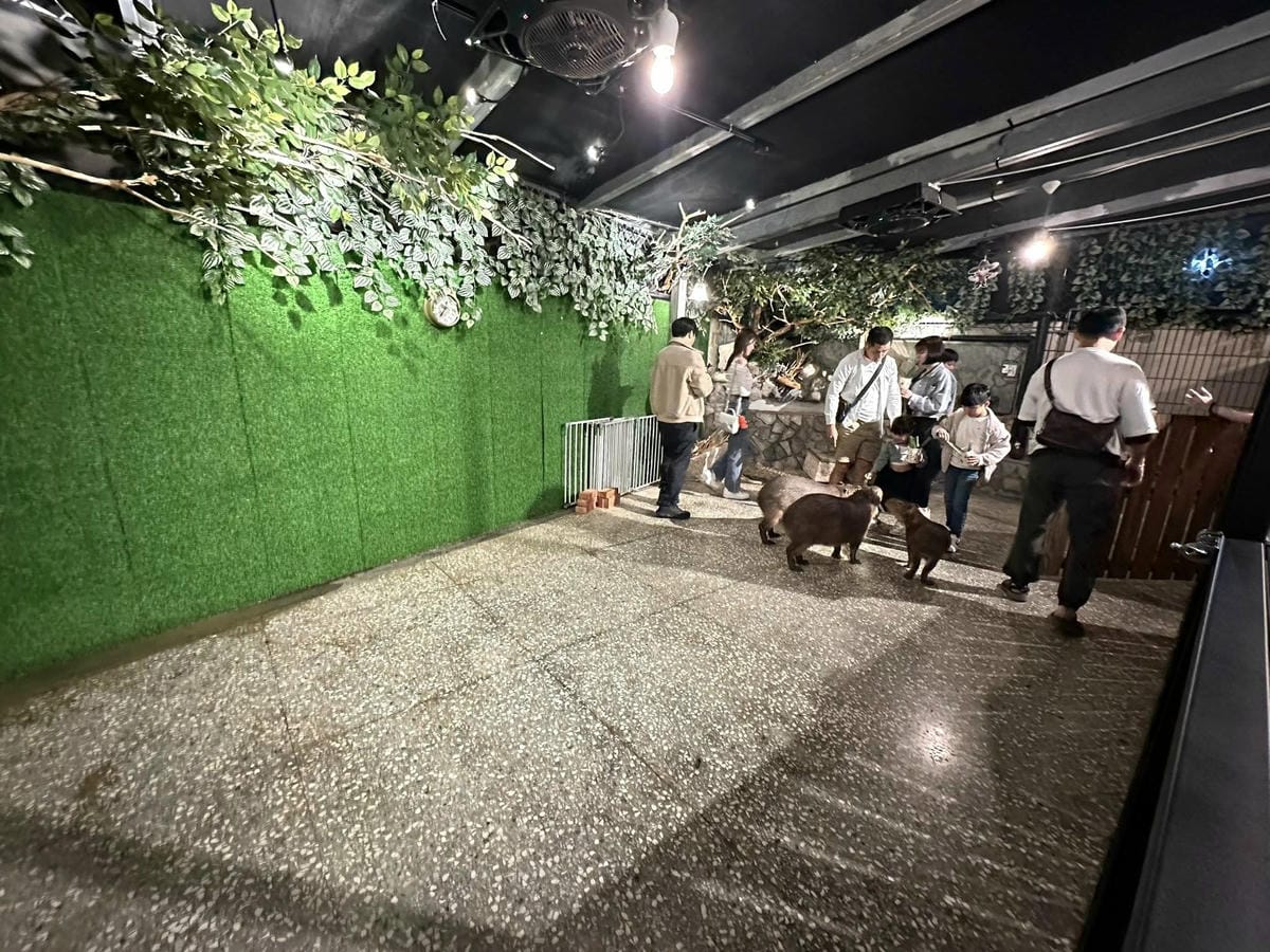 隱藏在台北信義區巷弄中【水豚屋 Capybara House
